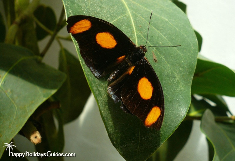 Butterfly Conservatory Black Butterfly