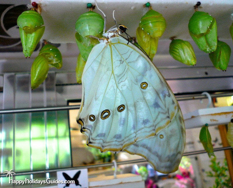 Blue Morpho Chrysalis