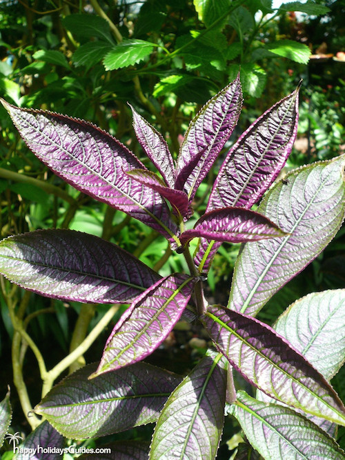 Butterfly Conservatory Purple Plant