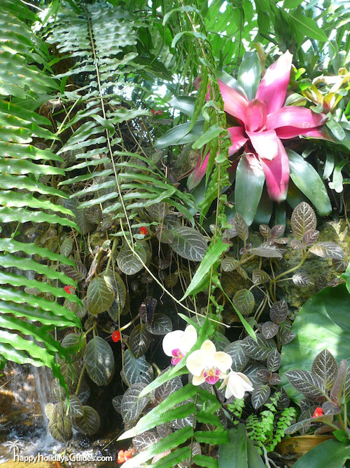 Butterfly Conservatory Bromeliad Ferns