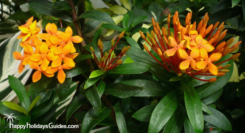 Small Gold Flower Tufts