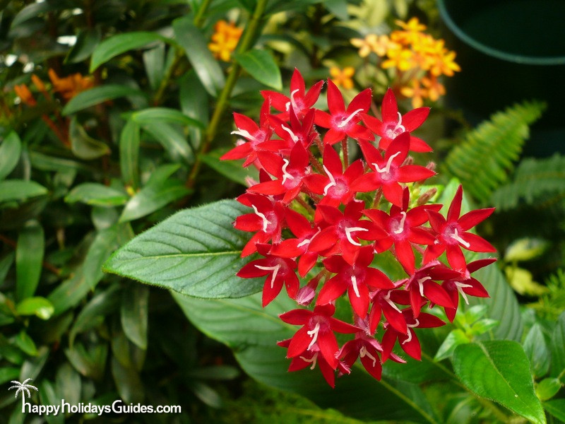 Butterfly Conservatory Small Red Flowers