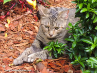 Ernest Hemingway Cats