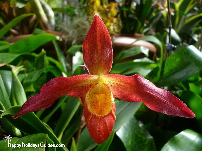 Biltmore Estate Orchid