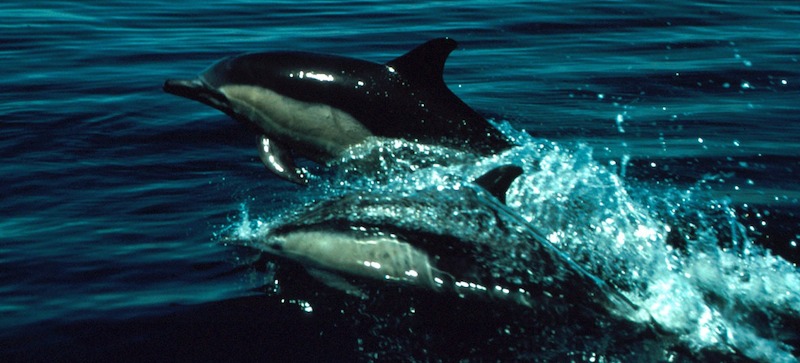 Key West Dolphins