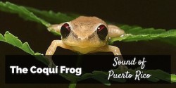 Coqui Frog Sound of Puerto Rico